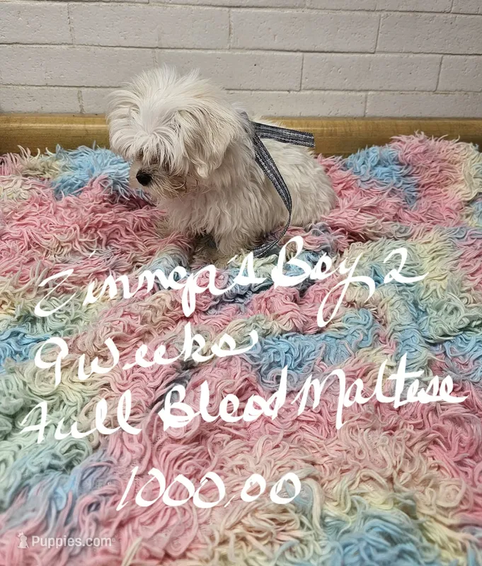 Zinnga boy 2 – Maltese puppy for sale in Sallisaw, OK