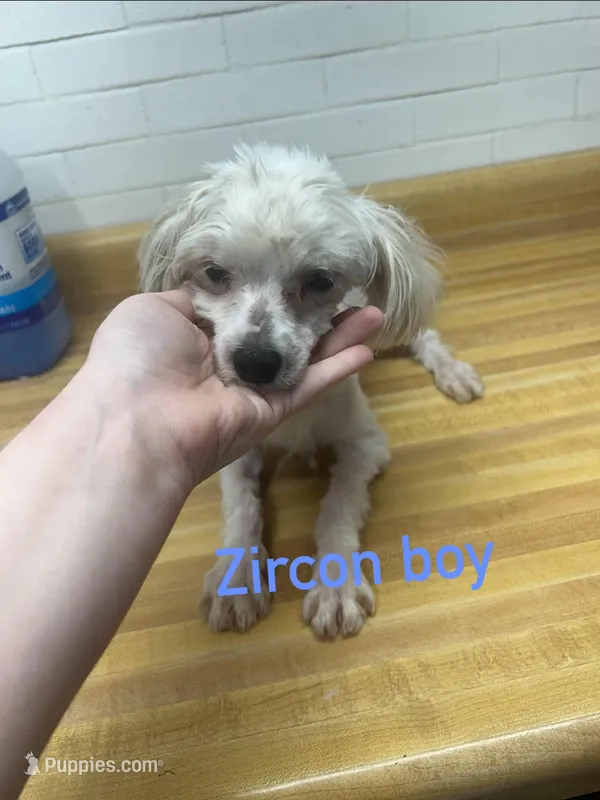 Zircon boy 2 – Maltese puppy for sale in Sallisaw, OK