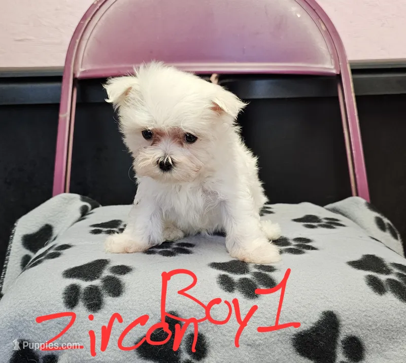 Zircon boy 1  – Maltese puppy for sale in Sallisaw, OK
