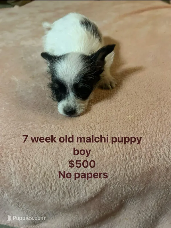 Malchi boy  – Chihuahua, Maltese puppy for sale in Sallisaw, OK