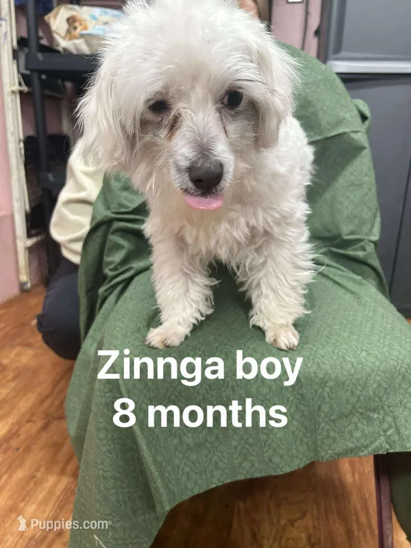 Zinnga'a boy