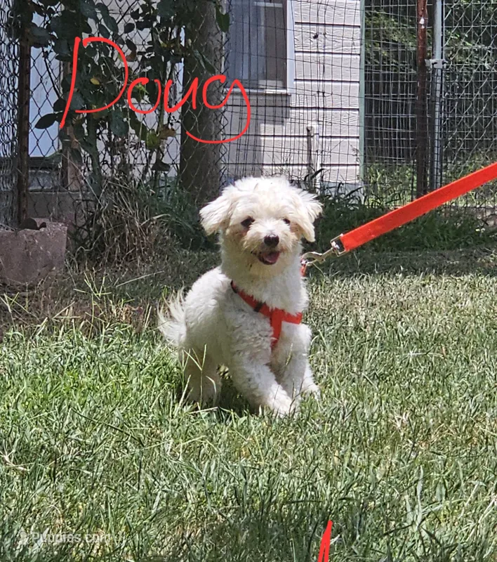 Zimba boy 1 – Maltese puppy for sale in Sallisaw, OK