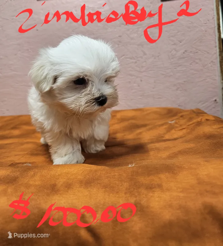 Zimba boy 2 – Maltese puppy for sale in Sallisaw, OK