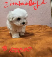 Zimba boy 2, a male Maltese for sale in Sallisaw, OK – 1 of 1