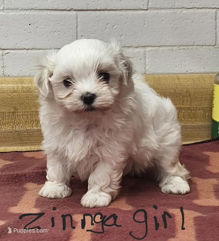 Zinnga girl 1 – Maltese puppy for sale in Sallisaw, OK