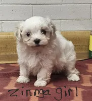 Zinnga girl 1, a female Maltese for sale in Sallisaw, OK – 1 of 1