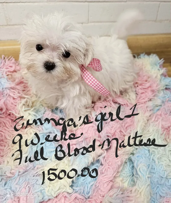Zinnga girl 1 – Maltese puppy for sale in Sallisaw, OK