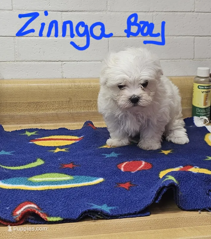 Zinnga boy 2 – Maltese puppy for sale in Sallisaw, OK