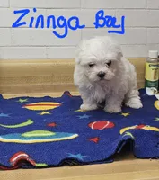 Zinnga boy 2, a male Maltese for sale in Sallisaw, OK – 1 of 1