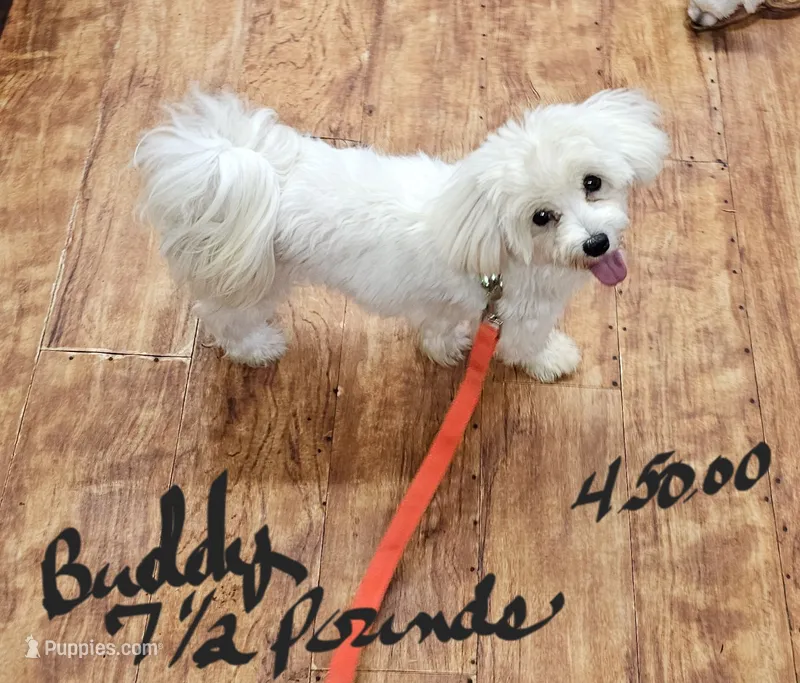 Buddy – Maltese puppy for sale in Sallisaw, OK