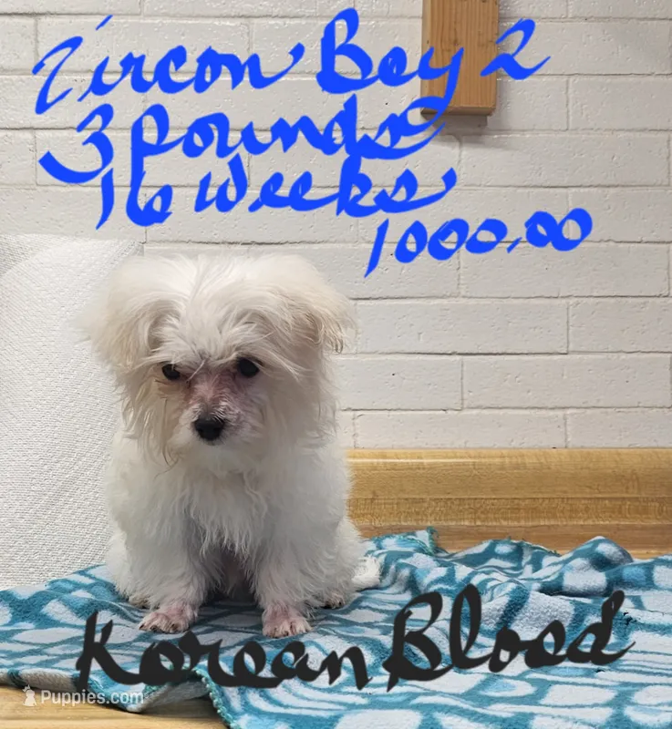 Zircon boy 2 – Maltese puppy for sale in Sallisaw, OK