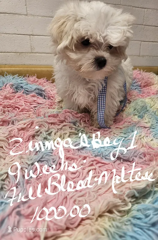 Zinnga boy 1 – Maltese puppy for sale in Sallisaw, OK