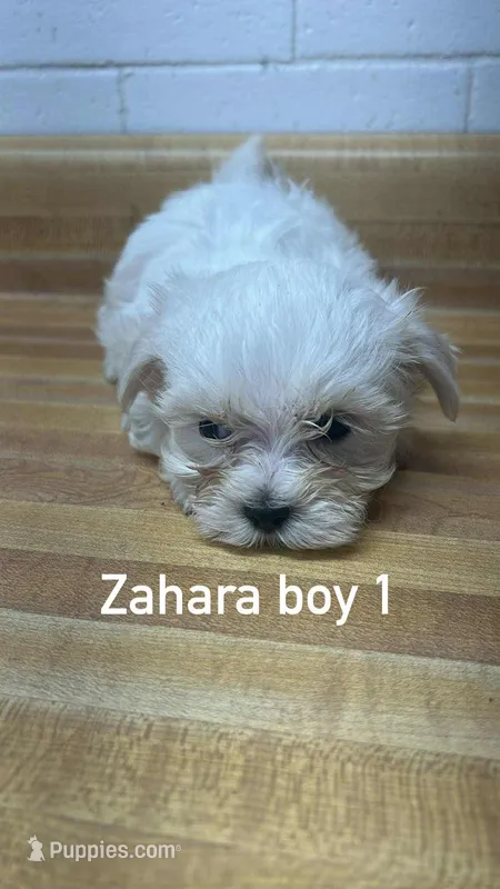 Zahara's boy's