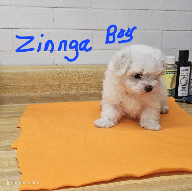 Zinnga boy 1 – Maltese puppy for sale in Sallisaw, OK