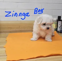 Zinnga boy 1, a male Maltese for sale in Sallisaw, OK – 1 of 1