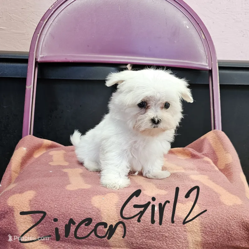 Zircon girl 2 – Maltese puppy for sale in Sallisaw, OK