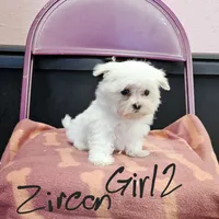 Zircon girl 2, a female Maltese for sale in Sallisaw, OK – 1 of 1