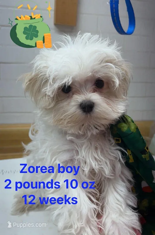 Zorea boy
