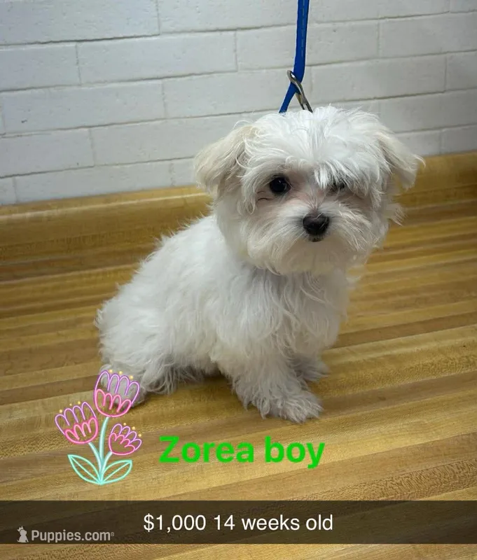Zorea boy