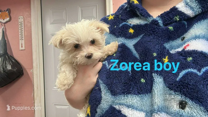 Zorea boy
