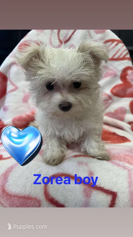 Zorea boy