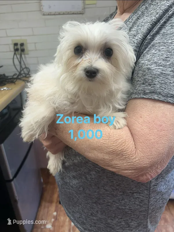 Zorea boy – Maltese puppy for sale in Sallisaw, OK
