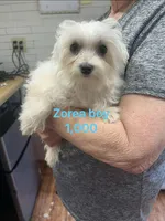 Zorea boy, a male Maltese for sale in Sallisaw, OK – 1 of 1