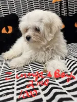 Zinnga boy 2, a male Maltese for sale in Sallisaw, OK – 1 of 1