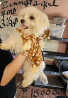 Zinngas girl, a female Maltese for sale in Sallisaw, OK – 1 of 1