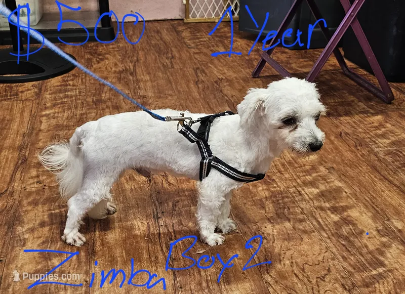 Zircon boy 2 – Maltese puppy for sale in Sallisaw, OK