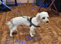 Zircon boy 2, a male Maltese for sale in Sallisaw, OK – 1 of 1