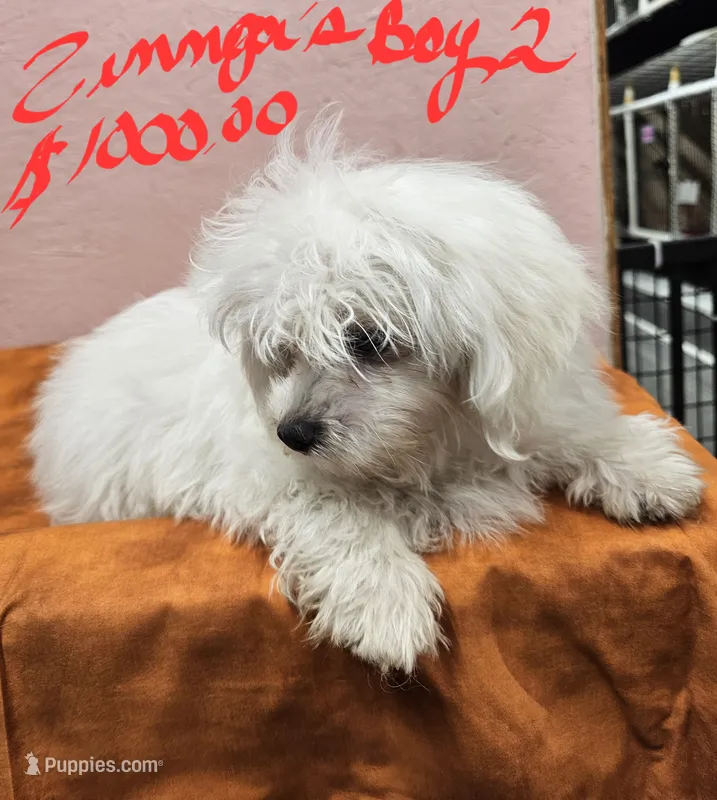zinnga boy 2  – Maltese puppy for sale in Sallisaw, OK