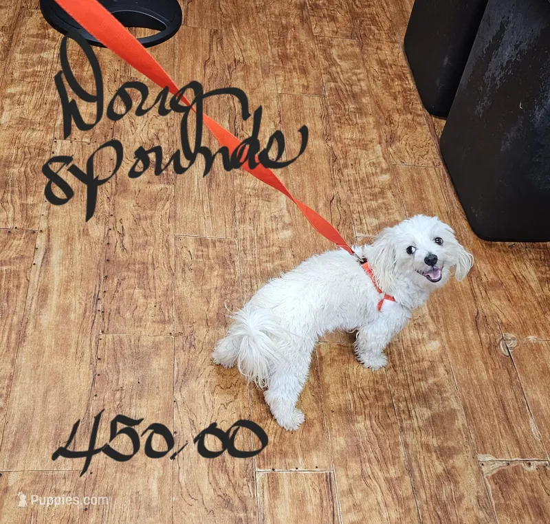 Doug – Maltese puppy for sale in Sallisaw, OK