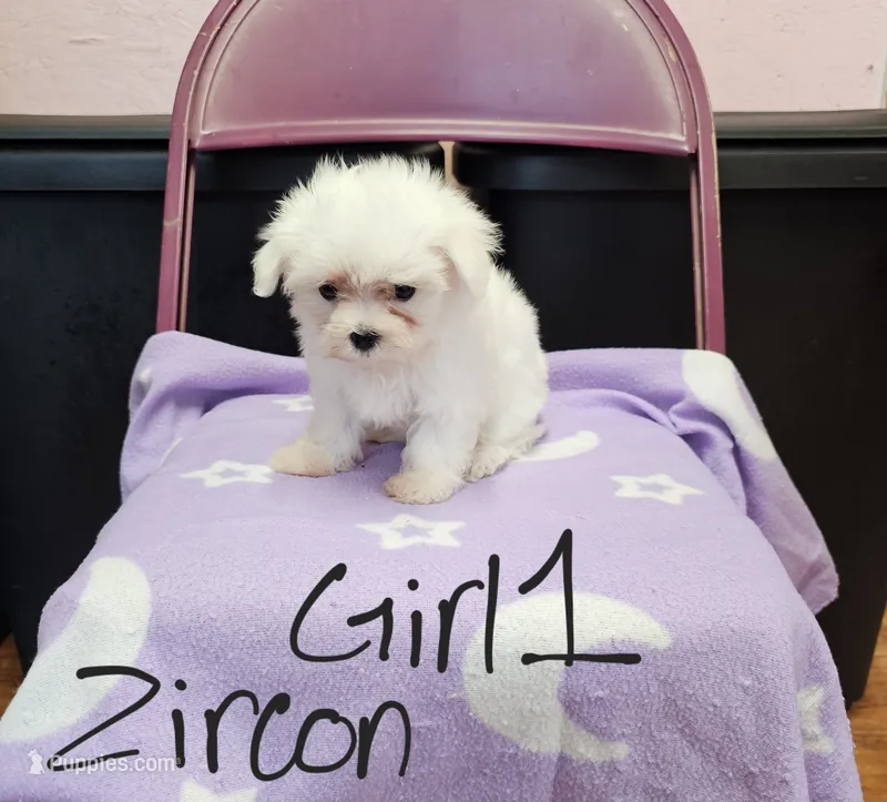 Zircon girl 1 – Maltese puppy for sale in Sallisaw, OK