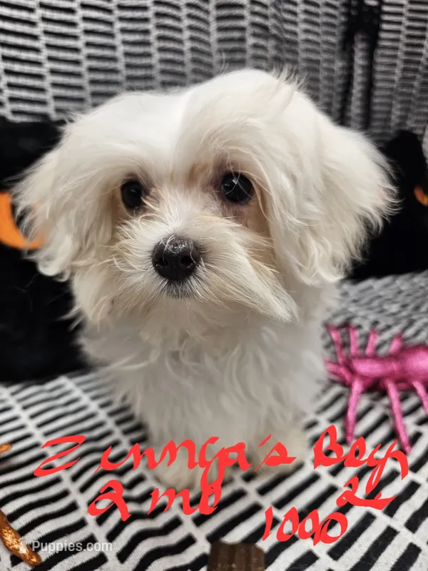 Zinnga boy 1 – Maltese puppy for sale in Sallisaw, OK