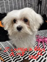 Zinnga boy 1, a male Maltese for sale in Sallisaw, OK – 1 of 1