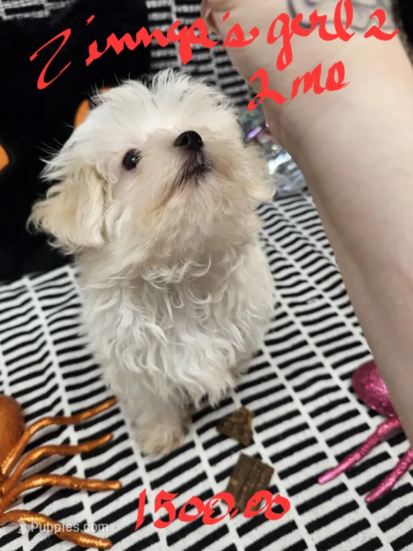 Zinnga girl 2 – Maltese puppy for sale in Sallisaw, OK