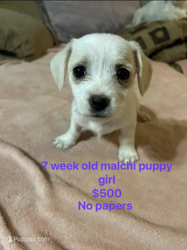 Malchi girl  – Chihuahua, Maltese puppy for sale in Sallisaw, OK