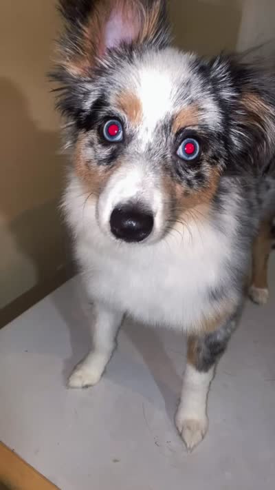 Mylo Nicks, a male Miniature Australian Shepherd for sale in Charlotte, NC – 2 of 2