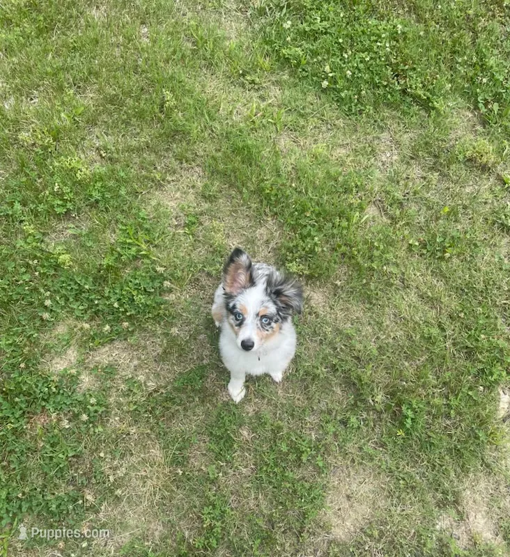 Mylo Nicks – Miniature Australian Shepherd puppy for sale in Charlotte, NC
