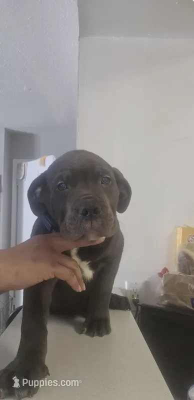 Bluey – Cane Corso puppy for sale in Atlanta, GA