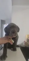 Bluey, a male Cane Corso for sale in Atlanta, GA – 1 of 4