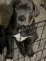 Grinch, a male Cane Corso for sale in Atlanta, GA – 4 of 4