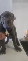 Bluey, a male Cane Corso for sale in Atlanta, GA – 3 of 4