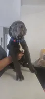 Bluey, a male Cane Corso for sale in Atlanta, GA – 2 of 4