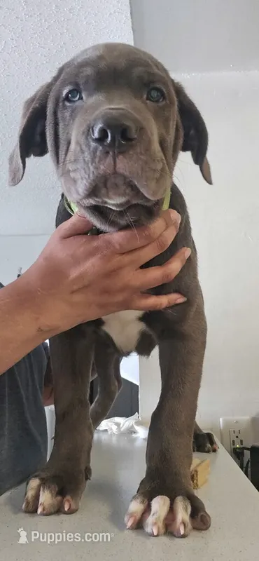 Grinch – Cane Corso puppy for sale in Atlanta, GA