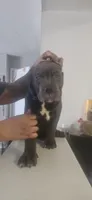 Bluey, a male Cane Corso for sale in Atlanta, GA – 4 of 4