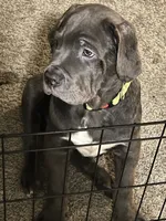 Grinch, a male Cane Corso for sale in Atlanta, GA – 3 of 4