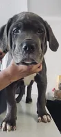 Grinch, a male Cane Corso for sale in Atlanta, GA – 2 of 4