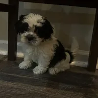 Shih tzu, a female Shih Tzu for sale in New Haven, MI – Photo 4 of 5